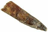 Fossil Spinosaurus Tooth - Real Dinosaur Tooth #324884-1
